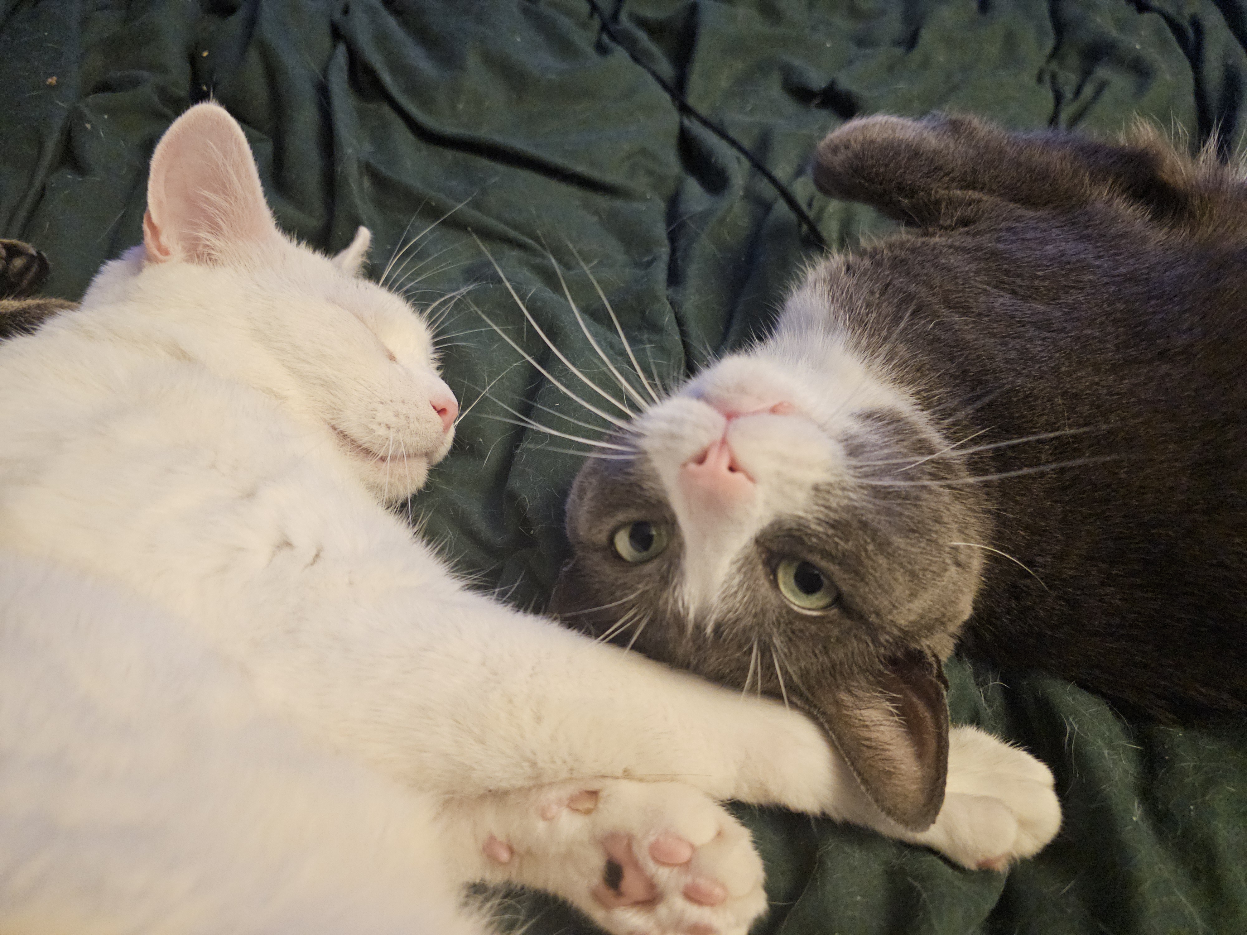 Senior Pet Home New York cat photo